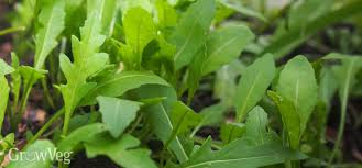 Keep the soil moist during the growing season. Grow Fruits And Vegetables In The Shade