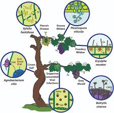 Image result for peronospora grapevine