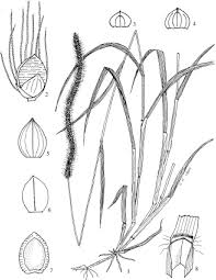 Image result for Setaria sphacelata