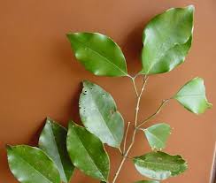 Image result for Olea chimanimani