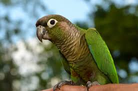 green cheeked conure