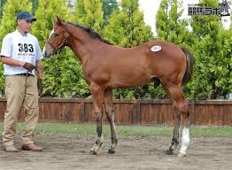 セレクト当歳 キタサンブラック全弟は1億4500万円 またしてもｄｍｍ Comが落札 競馬ニュース 競馬ラボ