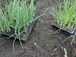 Image result for site:byggahus.se sådd