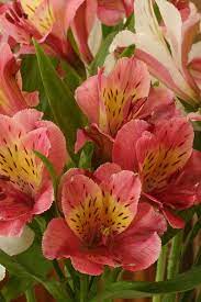Pin On Flower Scenes