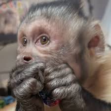 George The Monkey Opening Packages In Tiktok Videos Popsugar Pets