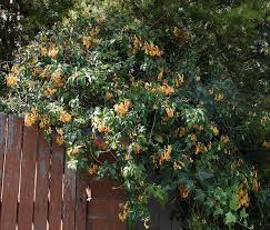 Image result for Clematis commutata