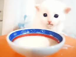 Maybe you would like to learn more about one of these? Milk Face Animal Gifs Gifs Funny Animals Funny Gifs