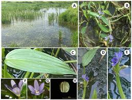 Image result for Monochoria