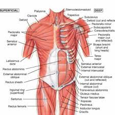 These important muscles control many motions that involve moving the arms and head s. Pin By Adam Davis On Costochondritis Muscles Causing It In 2020 Neck Muscle Anatomy Shoulder Muscle Anatomy Muscle Diagram