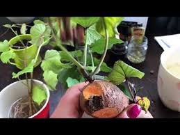 Selber Setzling Von Susskartoffeln Ziehen Die Knolle Aufspiessen Und Zur Halfte In Ein Wasserbehalter Auf Ein Susskartoffel Gesundes Essen Kochen Gemuse Anbauen