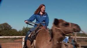 Guess what day it is? Clyde The Camel Gives New Meaning To Hump Day Kfor Com Oklahoma City