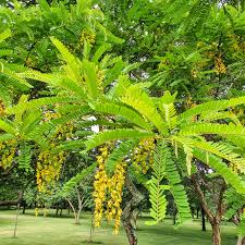Image result for Cassia ferruginea