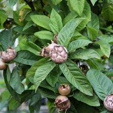 The fruit has been cultivated since roman times, and is unusual in being available in winter, and in being eaten when bletted. Mespilus Nottingham Medlar Tree Mail Order Trees