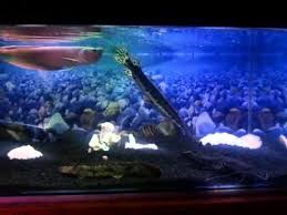 Makanan ikan alami yang pertama yaitu jentik nyamuk. Download Video Ikan Hias Aneka Ikan Hias
