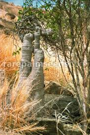 Image result for Adenia