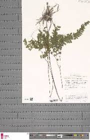 Image result for Adiantum patens