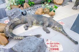 The rear camera with a 8mp sensor takes great pictures, and. Bangkok Thailand April 5 2017 Ancient Crocodile Model In Stock Photo Picture And Royalty Free Image Image 79533418