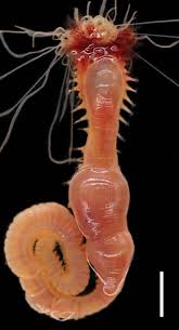 Image result for Crotalaria prolongata