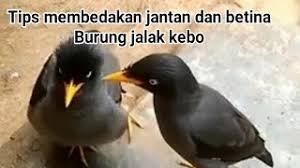 Burung kacer dan murai batu memiliki ikatan kerabat yang dekat. Playtube Pk Ultimate Video Sharing Website