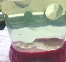 If the water is extremely dirty you might want to remove most of the algae using a turkey blaster or the million bubble aqua leash sold with sea monkey sets. Cummins Life Our Sea Monkeys