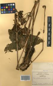 Image result for Limnophyton angolense