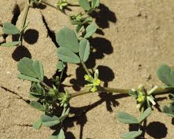 Image result for Trigonella anguina