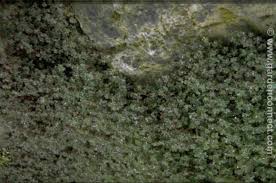 Image result for Alchemilla ellenbeckii