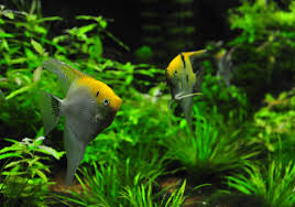 Discover the top fish tank trends for freshwater and saltwater systems. Complete Freshwater Angelfish Set Up And Care Guide