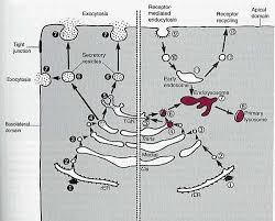 Check spelling or type a new query. Lysosome Function Definition Location Structure Lysosomal Enzymes And Diagram Jotscroll