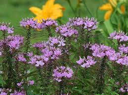 Image result for Cleome elegantissima