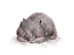 A Little Pencil Sketch For Wombat Wednesday Cute Animal Drawings Cute Drawings Animal Illustration