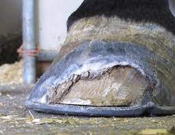 White Line Disease Horse Journals