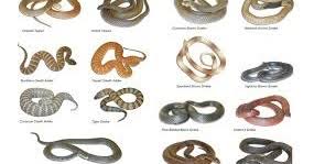 Welang adalah spesies krait yang terbesar ukurannya. Cnc Virtual Jenis Ular Berbisa Dan Berbahaya Di Dunia