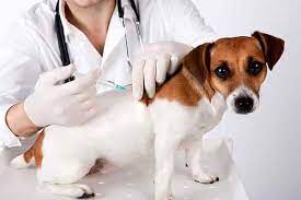 Studies have shown that most animals have immunity from the diseases they are vaccinated against for at least three years after their first booster. How Often Do Dogs Need Rabies Shots