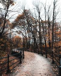 I Ve Been Running Through The Jungle I Ve Been Running With The Wolves To Get To You Scenery Autumn Photography Nature Photography