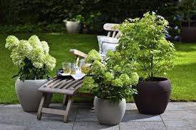 Ahornbaumchen Auf Terrasse Winterharte Pflanzen Garten Bepflanzung Garten