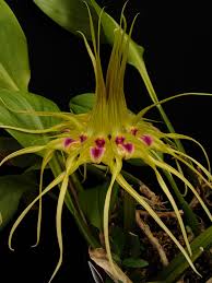 Image result for Bulbophyllum elliotii