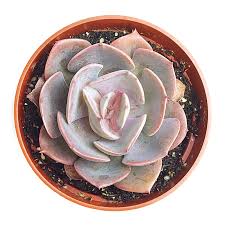 Echeveria Dusty Rose
