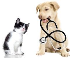 Maybe you would like to learn more about one of these? Home Luv4k9s