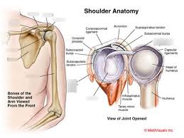 The shoulder muscles bridge the transitions from the torso into the head/neck area and into the uppe. Anatomy Of The Shoulder Diagram Quizlet