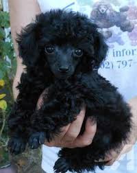 Black And White Toy Poodle Puppies For Sale Akc Solid Black Tiny Toy Poodle Girl In 2020 Tiny Toy Poodle Teacup Poodle Puppies Poodle Puppies For Sale
