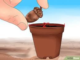 How To Grow An Oak Tree From An Acorn 15 Steps With Pictures