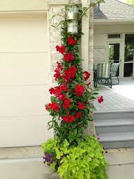 Red Mandevilla Potato Vine And Grape Calibrachoa At Quadri Container Flowers Garden Containers Container Gardening