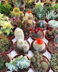 On the other hand, they do not have the ability to quickly get rid of excess water. How To Tell If Your Cactus Is Dying Succulent City