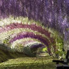Follow the rhs pruning recommendations. Diarmuid Gavin On Wisteria Diarmuid Gavin Mirror Online