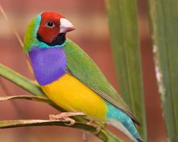 Diamante-de-gould