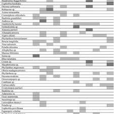 Image result for Macphersonia