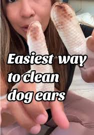 How to Clean Great Pyrenees Ear