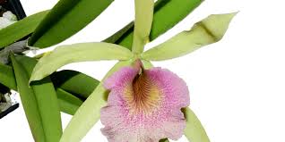 Image result for Cyphia brachyandra