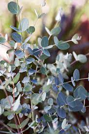 16 Of The Most Fragrant Houseplants To Fill Your Home With Natural Scents Best Smelling Flowers Fragrant Plant Smelling Flowers